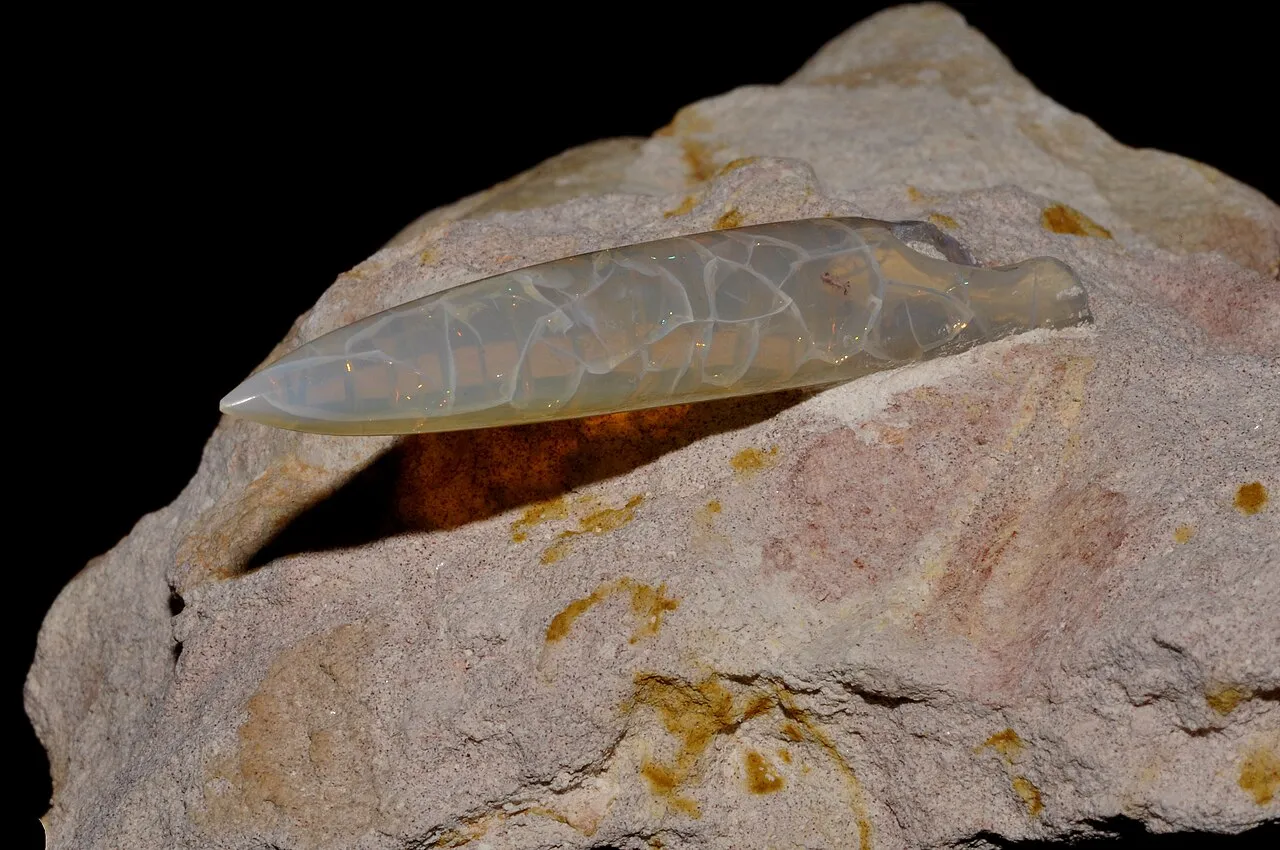 A fossil belemnite, an extinct relative of squid